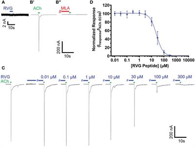 The human alpha7 nicotinic acetylcholine receptor is a host target for the rabies virus glycoprotein